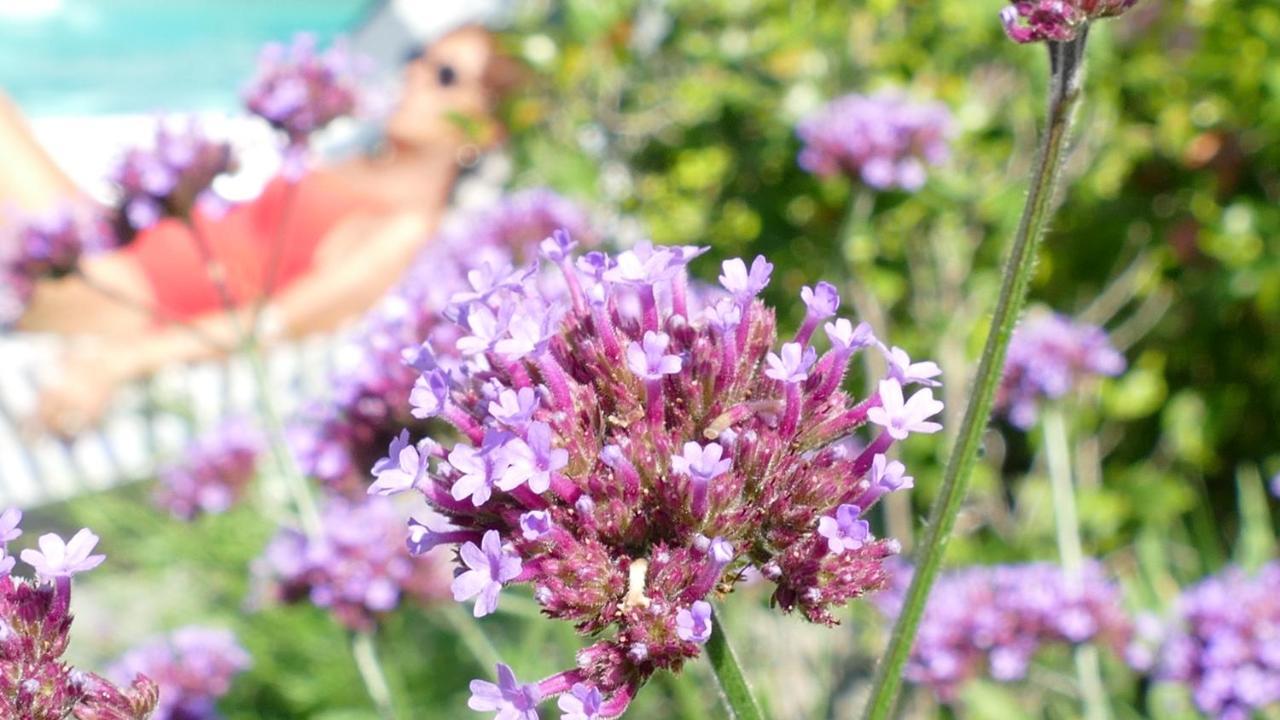 White Lilac Romantic - Adults Only
